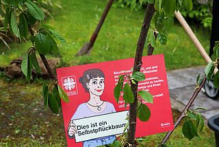 Caritas-Pflanzaktion Obstbäume